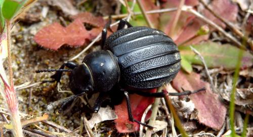 Pimelia sp.